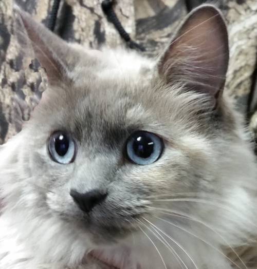 2-16 SNOWBIRD CLOSEUP